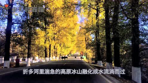 娱乐吃瓜君大丽花